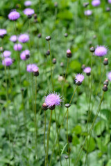 Naklejka premium Tartacznik jednokwiatowy