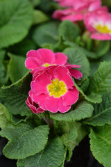 Pink English Primrose