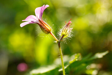 Herb robert Gernium robertinumhas pink blossom close up. It been used in the folk medicine, as a...