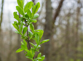 green leaves on a branch