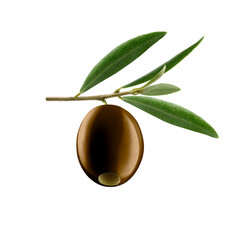 Oliva con rama y hojas, aceituna, vista de cerca. Olive with branch and leaves, olive, close up...