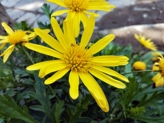 Outdoor view of single Euryops pectinatus shrub, also called grey-leaved euryops, in the family...