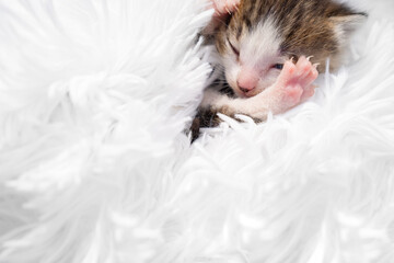 newborn kitten curled up on a fluffy white blanket.