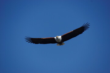 Obraz premium Hunting African fish eagle (Haliaeetus vocifer) in Botswana (Botsuana). African osprey. Okavango Delta. Flying.