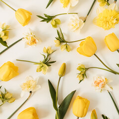 Yellow narcissus and tulip flowers pattern on white background. Flat lay, top view floral festive holiday texture