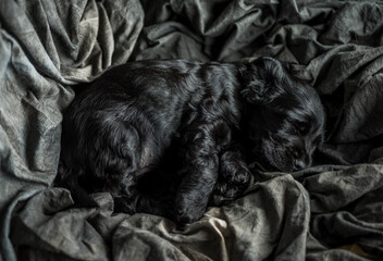 black cocker spaniel