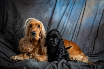 two dogs on the couch