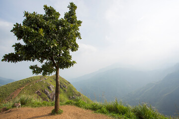Fototapeta na wymiar lonely tree in the mountains