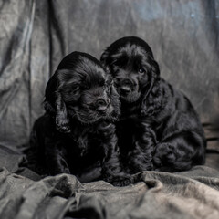 black cocker spaniel