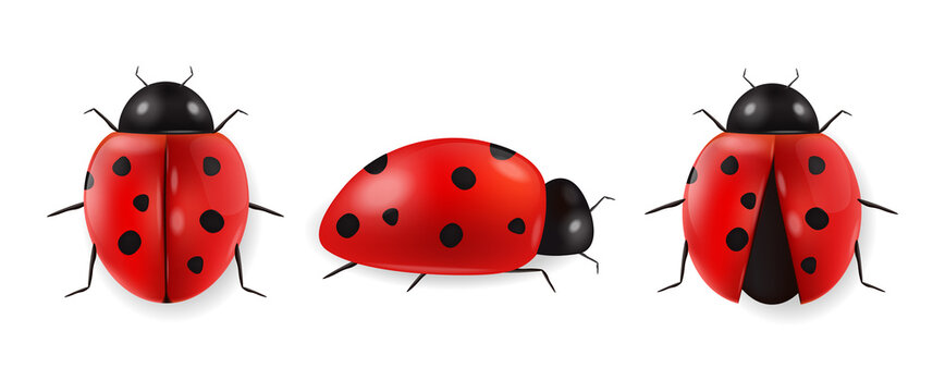 Realistic ladybug set isolated, hello spring, red insect, beauty ladybug detail, white background vector