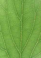portion green plant with vegetable leaf netted veins pattern paper background
