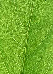 portion green plant with vegetable leaf netted veins pattern paper background