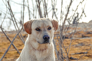 Labrador retriever portrait