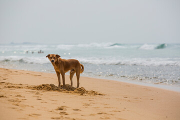 dog on the beach