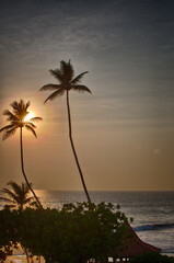Fototapeta na wymiar palm trees at sunset on the beach