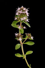 Breckland Thyme (Thymus serpyllum). Habit