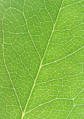 portion green plant with leaf netted veins pattern paper background