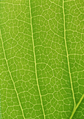 portion green plant with leaf netted veins pattern paper background