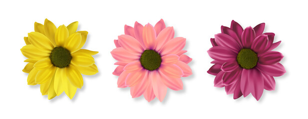 Realistic flowers, hello spring, colored flower set, isolated decoration spring plant, vector illustration