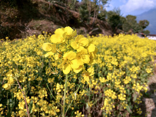 A yellow mustards on the plants on the field