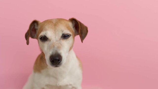 Animal theme video footage with funny dog Jack Russell terrier. Close up face portrait. Looking to the camera.  Lovely dogs eyes muzzle looking with joy. Pet theme happy emotions. pink background