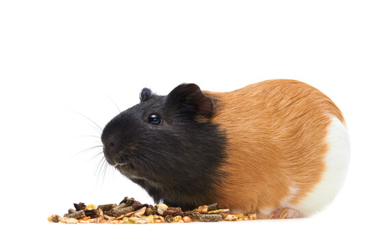 Guinea pig Cavia porcellus is a popular household pet Guinea pig preparing to eat animal feed. A bunch of rodent food. Isolated photo. Studio portrait of a pet.