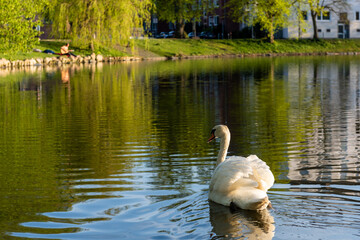Kiel. Imponiergehabe eines Schwans im Kleinen Kiel im Ratsdienergarten
