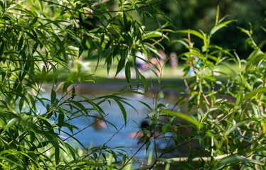 Naklejka premium Children (out of focus) swimming in nature, in the River Chess at Chorleywood, Hertfordshire UK. Swimming oudoors in natural habitats is allowed during the coronavirus lockdown.