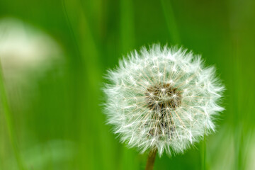 A Dandelion or Taraxacum seed head from the family Asteraceae, shot against a cloudy blue sky in the Yorkshire Dales, UK