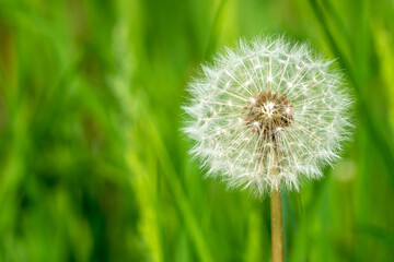 A Dandelion or Taraxacum seed head from the family Asteraceae, shot against a cloudy blue sky in the Yorkshire Dales, UK
