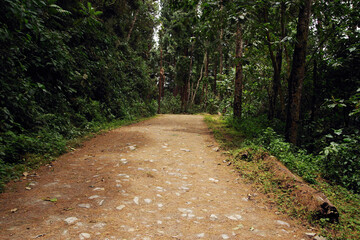 Cocora valley, Salento, Colombia, South America