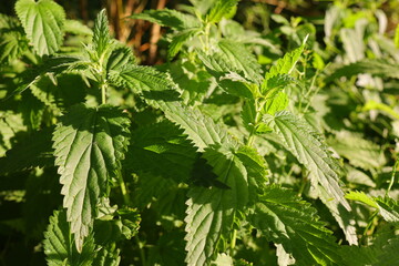 Stinging nettle leaves as background. Green texture of nettle.