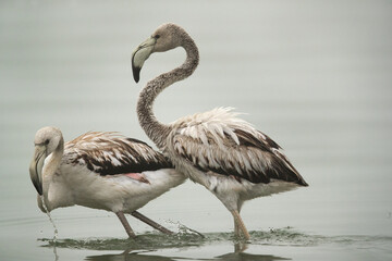 A Greater Flamingo pushing other in a friendly fight