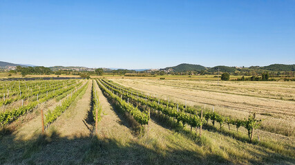 Fototapeta na wymiar Fields with rows of vines near Magione, Umbria, Italy.