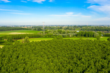 Fototapeta na wymiar poplars view using drone