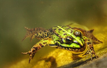 Iberian green frog or perez's frog- Pelophylax perezi - in a small lake - Coimbra, Portugal