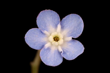 Wood Forget-Me-Not (Myosotis sylvatica). Flower Closeup