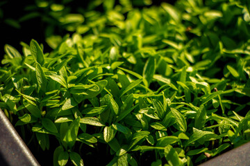 petersilie im blumentopf wachsen