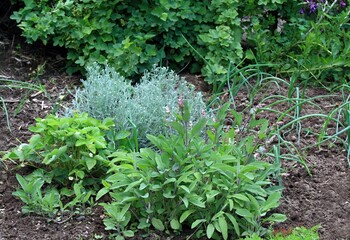 Organic permaculture garden with various herbs and onion. Strawberry in bloom, sage,  onion, currant and flowers at the back, organic agriculture