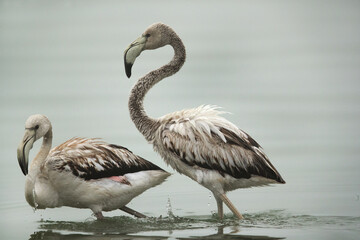 A Juvenile Greater Flamingo pushing the other