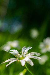 chamomile wildflowers on a Sunny day, close-up