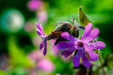 chamomile wildflowers on a Sunny day, close-up