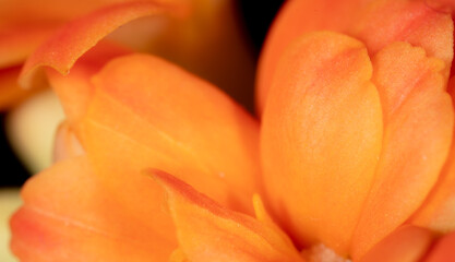 Little orange flower on the nature.