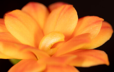 Obraz premium Little orange flower on the nature.