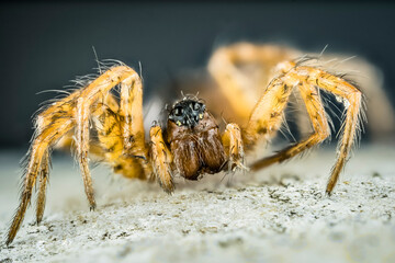 Fotografia macro de una pequeña araña