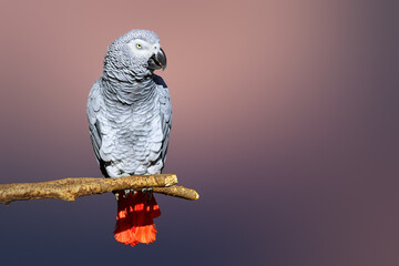 Congo African Grey parrot portrait isolated and perched with a blurred background. Psittacus erithacus - 353610942
