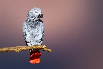 Foto auf Glas Congo African Grey parrot portrait isolated and perched with a blurred background. Psittacus erithacus © EtienneOutram