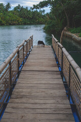 Dog stands in the end of a pier near to a river in Bohol, The Philippines