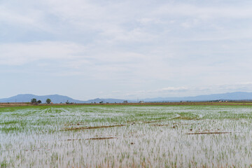 DELTA DE L'EBRE, TARRAGONA, CATALUNYA, SPAIN - JUNE 5, 2019: Fields with small water filled ditches and canals, with rice growing in Delta del Ebro.