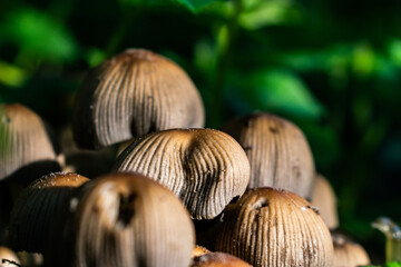 mushrooms on a summer,Sunny day, close-up